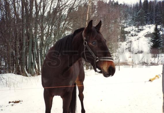 Profilbild