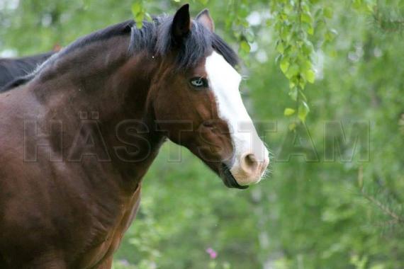 Profilbild