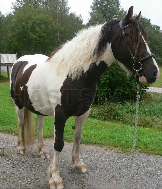 Profilbild