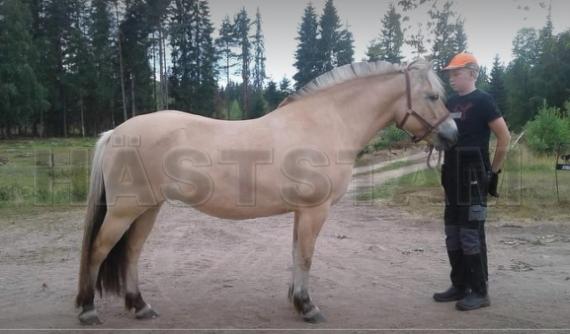 Profilbild