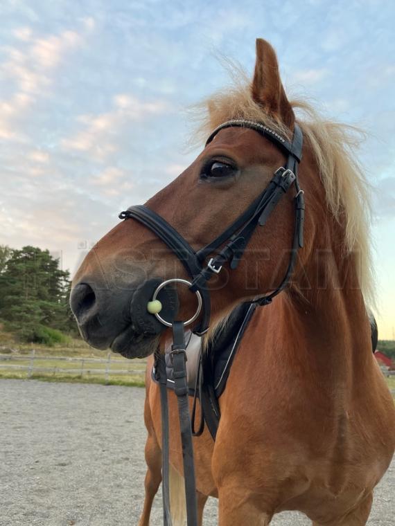 Profilbild