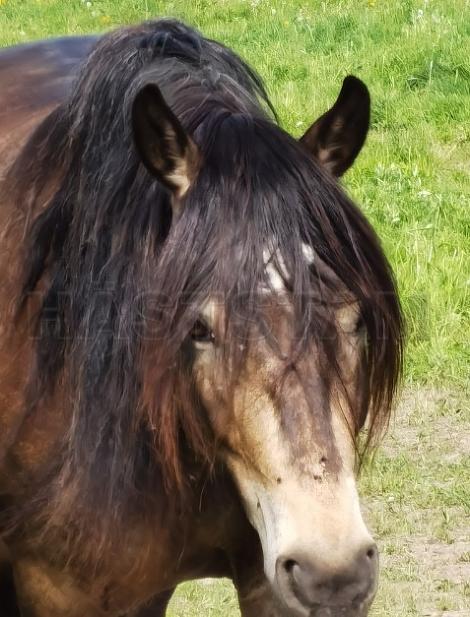 Profilbild