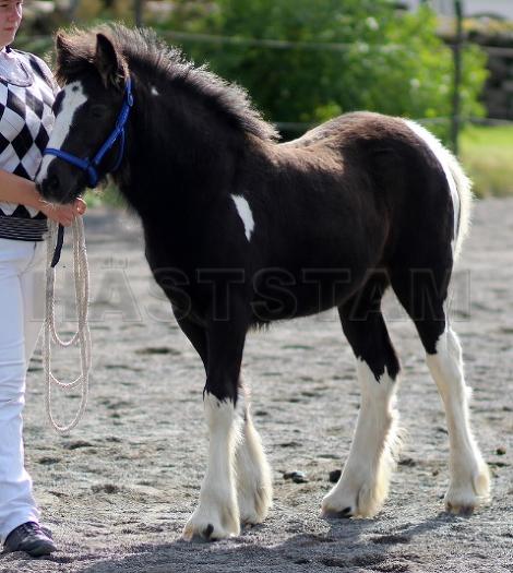 Profilbild