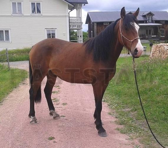 Profilbild