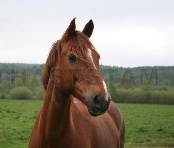 Profilbild