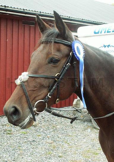 Profilbild