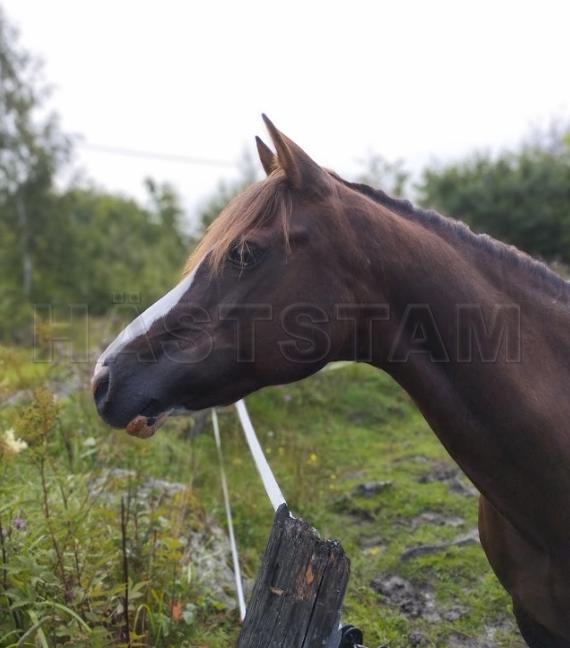 Profilbild