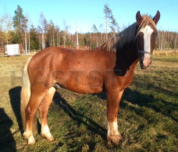 Profilbild