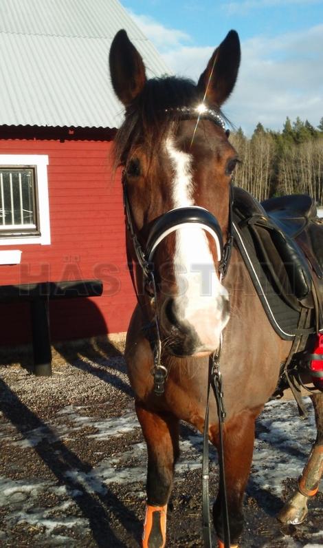 Profilbild
