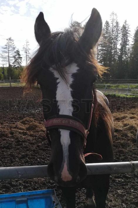 Profilbild