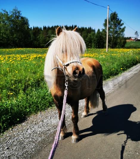 Profilbild