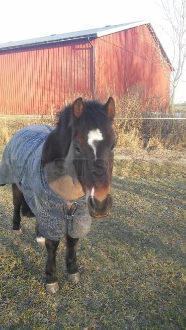 Profilbild