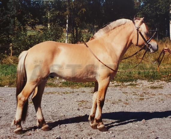Profilbild
