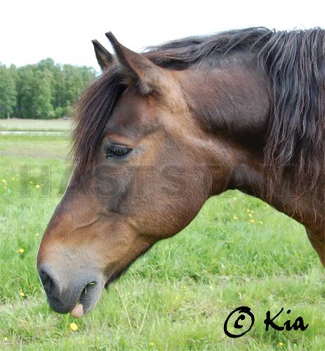 Profilbild