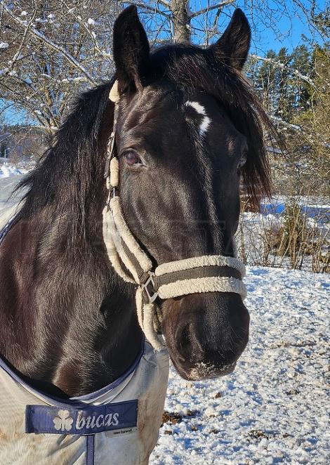 Profilbild