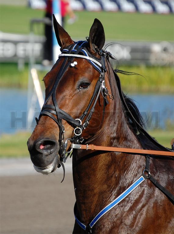 Profilbild