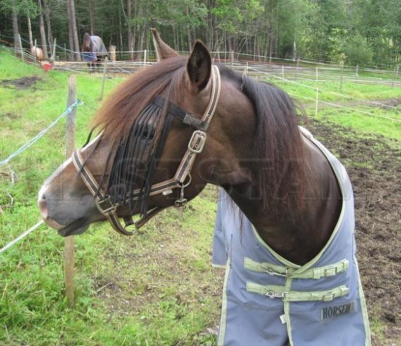 Profilbild