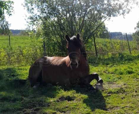 Profilbild
