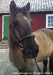 Profilbild