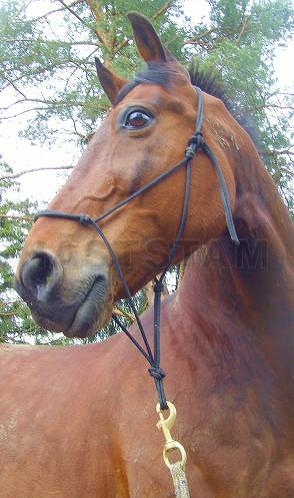 Profilbild