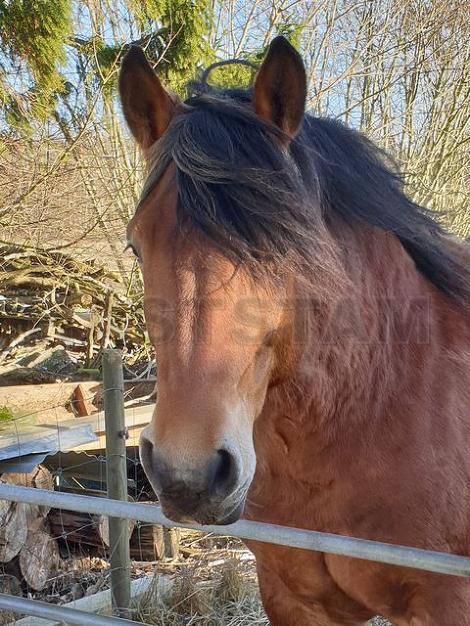 Profilbild