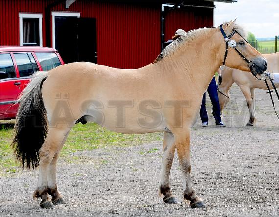Profilbild