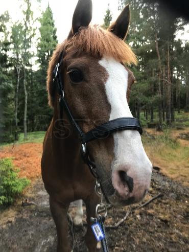 Profilbild