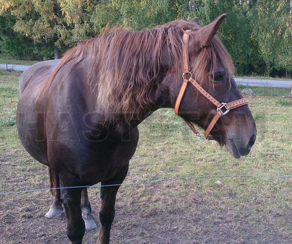 Profilbild