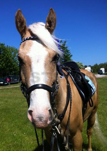 Profilbild