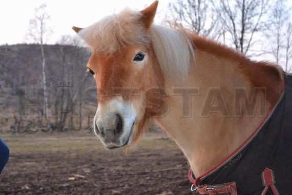 Profilbild