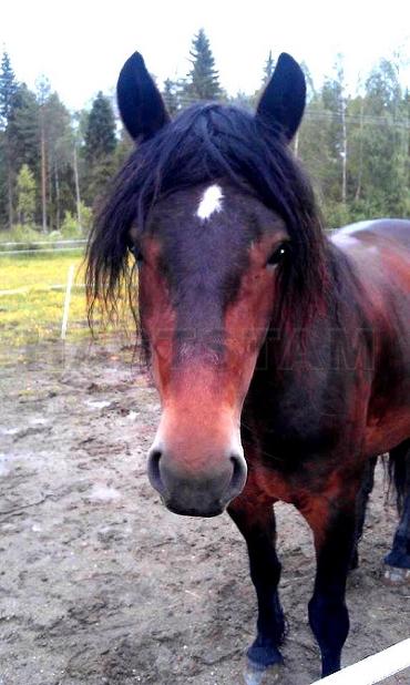 Profilbild