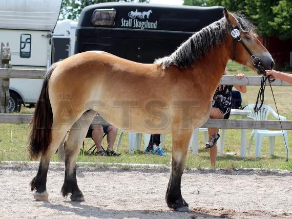 Profilbild