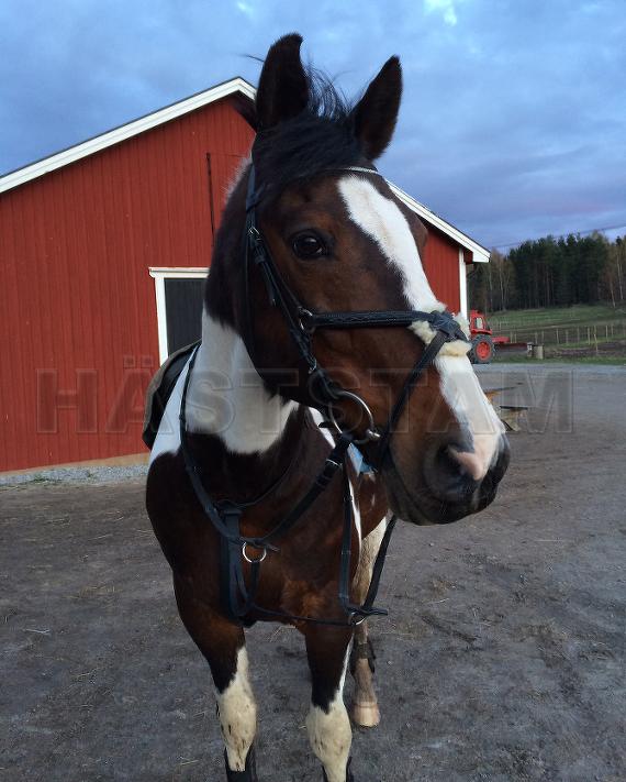 Profilbild