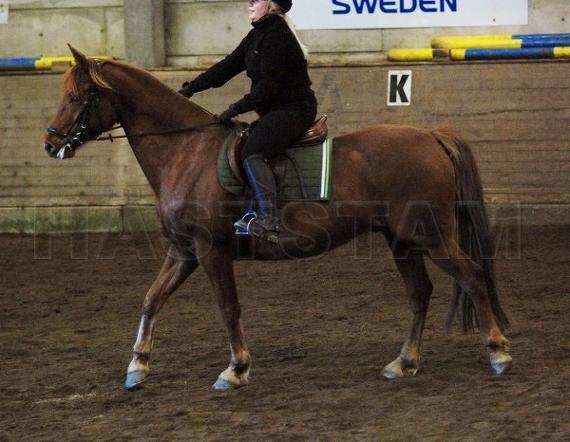 Profilbild
