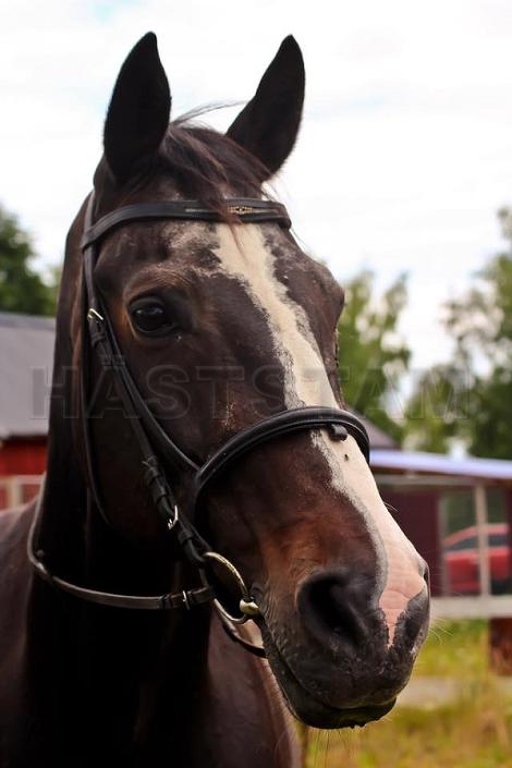 Profilbild
