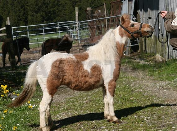 Profilbild