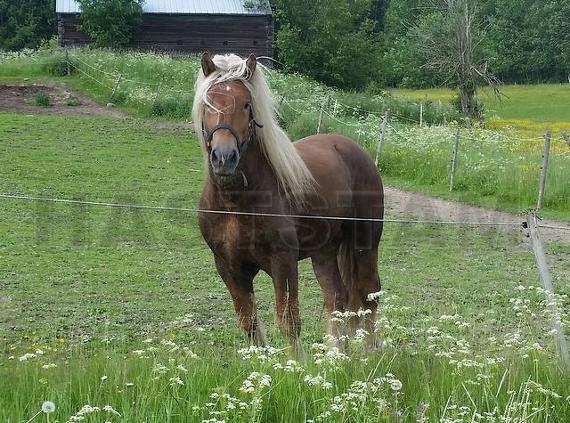 Profilbild