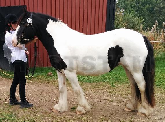 Profilbild