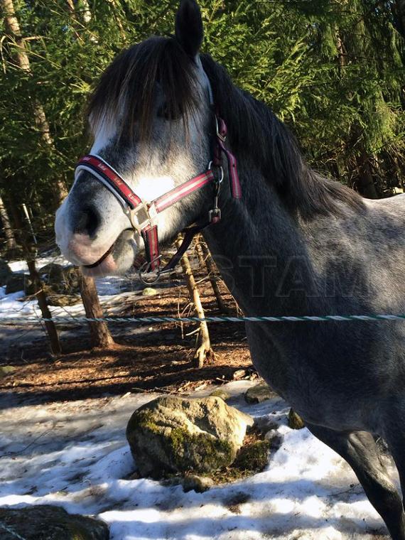 Profilbild