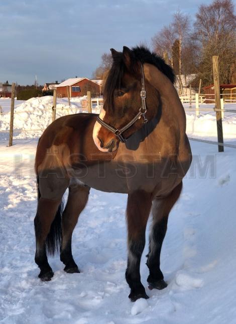 Profilbild