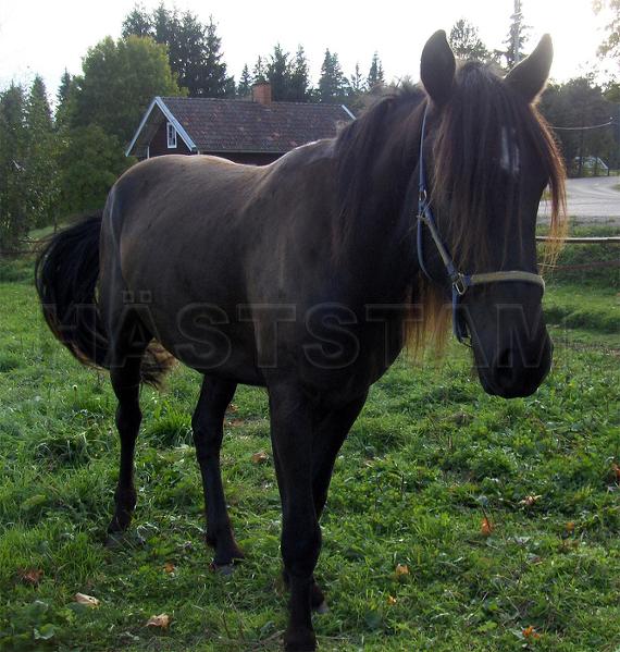 Profilbild