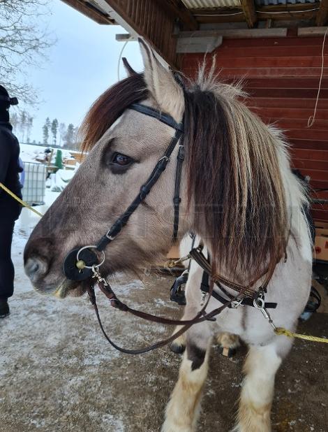 Profilbild