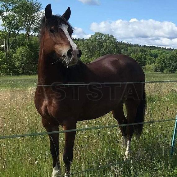 Profilbild