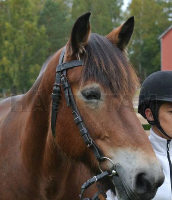 Profilbild