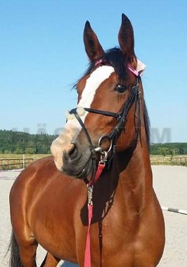 Profilbild