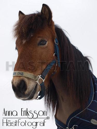 Profilbild