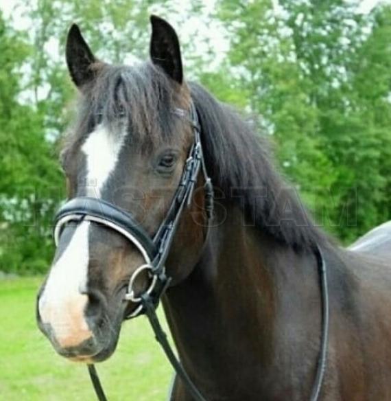 Profilbild