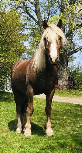 Profilbild