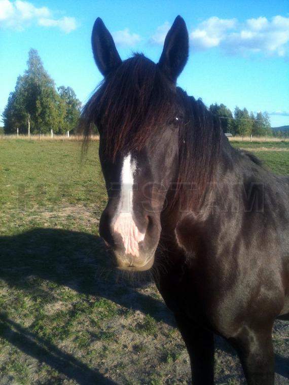 Profilbild