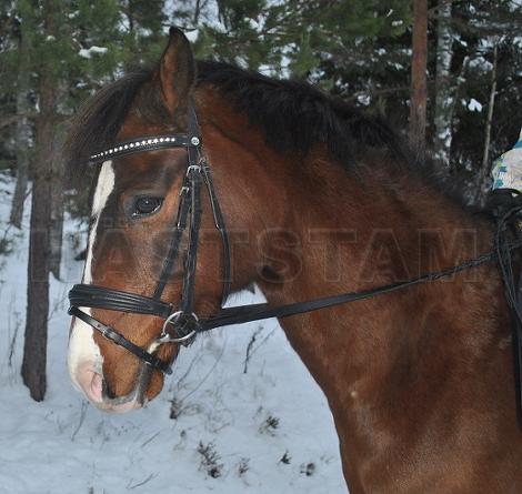 Profilbild